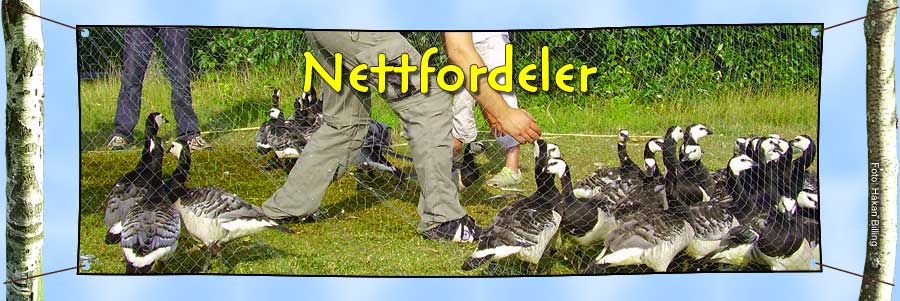 Nettfordeler