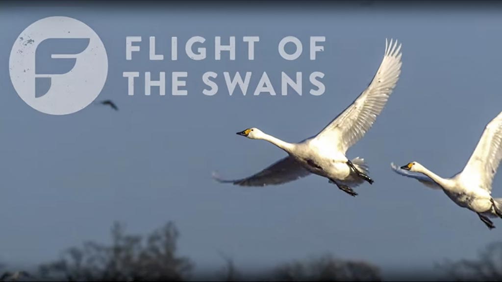 Reklameplakat Flight of the Swans