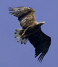 Voksen hav&oslash;rn