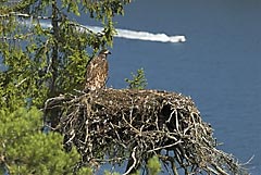 Hav&oslash;rnunge p&aring; reiret